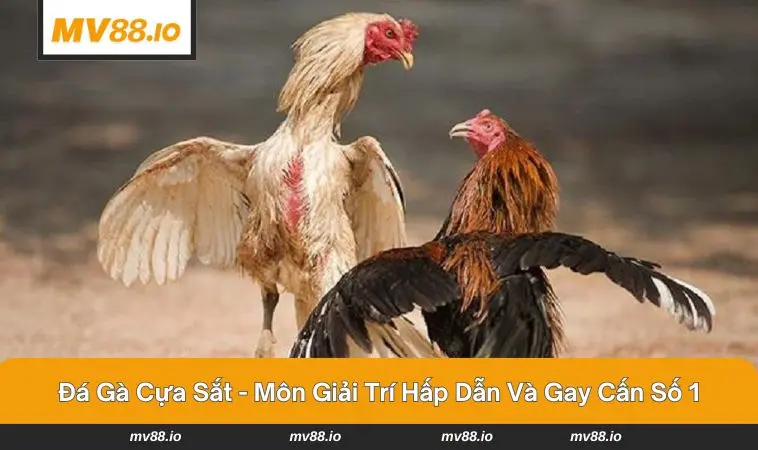 Trận đấu đá gà gay cấn với không khí sôi động reo hò
