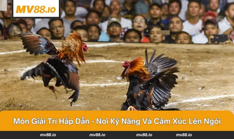 Chiến kê với bộ lông óng mượt mà cặp cựa sắt sắc bén