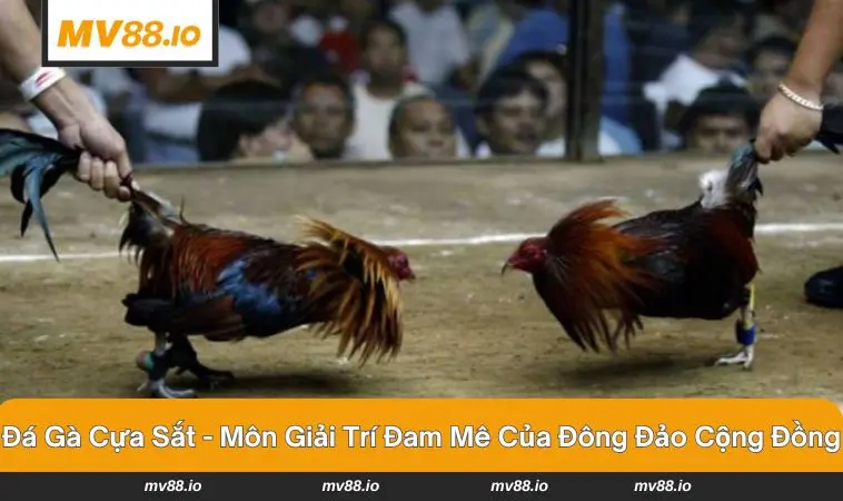 Hai chiến kê quyết chiến kịch liệt trên sàn đấu