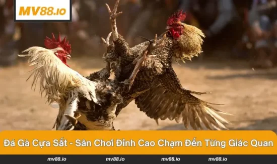 Đá gà cựa sắt