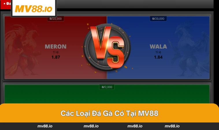 Hai loại hình gà đá phổ biến tại MV88 - cựa sắt và truyền thống.