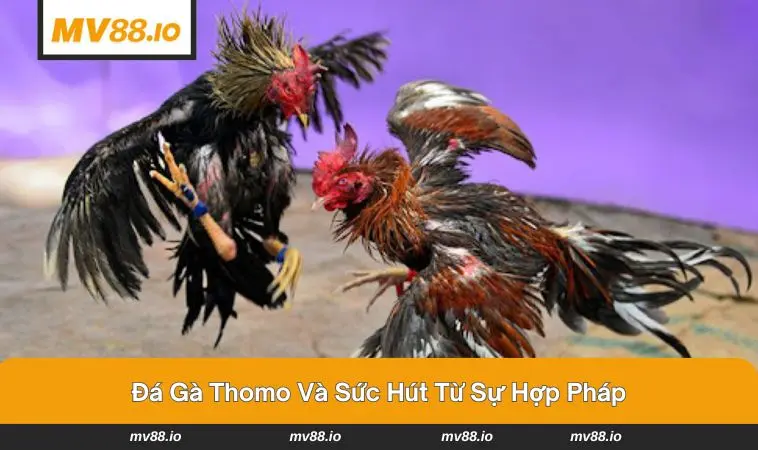 Khán giả đông đúc và không khí sôi động tại trường gà 