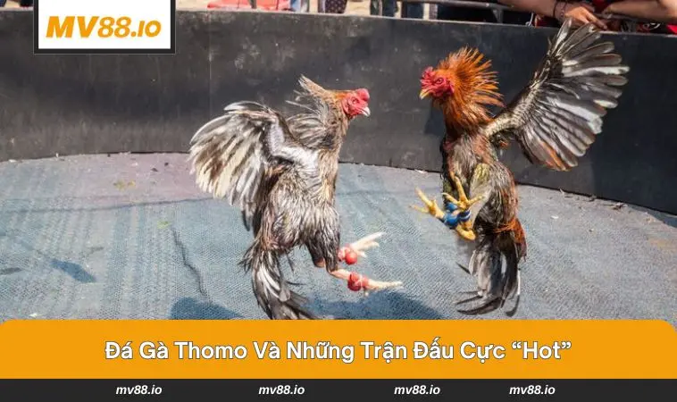 Hai chiến kê dũng mãnh tung đòn quyết liệt 