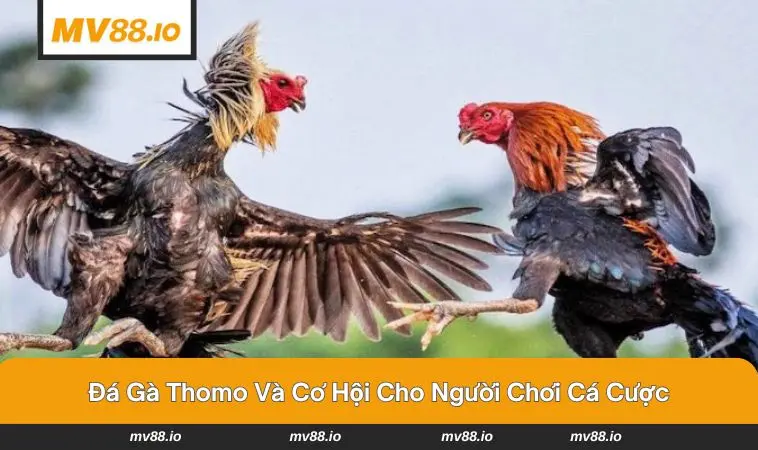 Trận đấu kịch tính và bùng cháy tại trường gà Thomo 