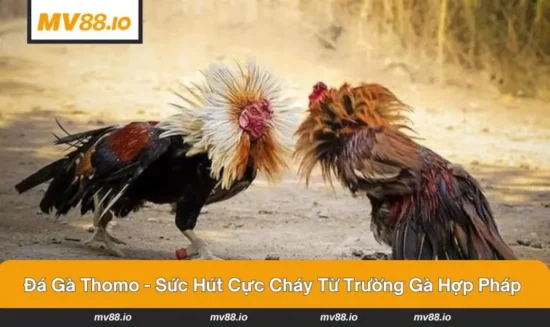 Đá gà Thomo